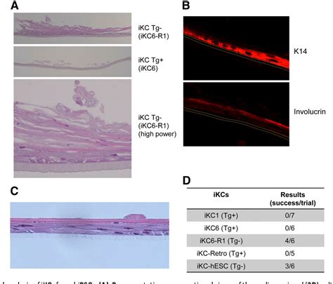 Figure From Embryonic Stem Cells Induced Pluripotent Stem Ips