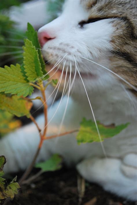where to buy catnip near me - Marya Sears