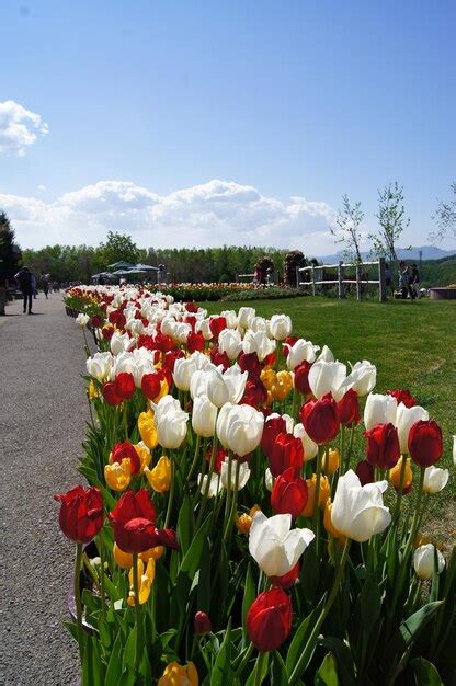 Premium Photo Multi Colored Tulips Blooming In Park