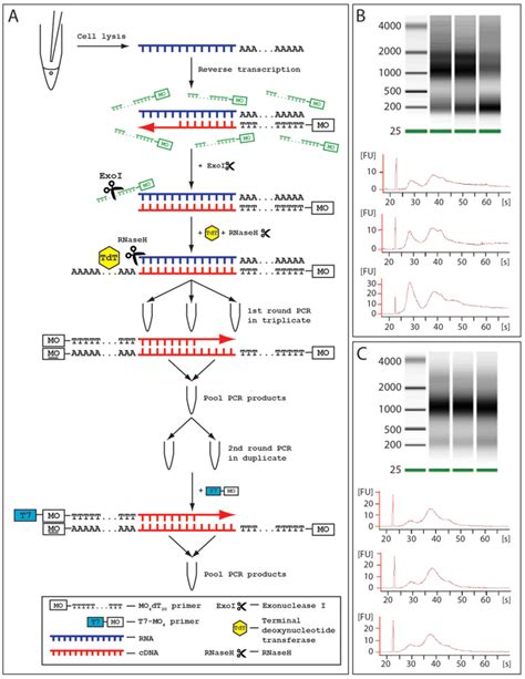 Modification And Optimisation Of The Single Cell Pcr Method A