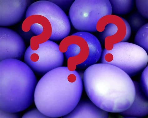 Animal That Lays Eggs 7