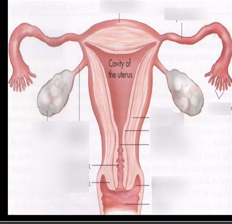 uterine wall layers Diagram | Quizlet