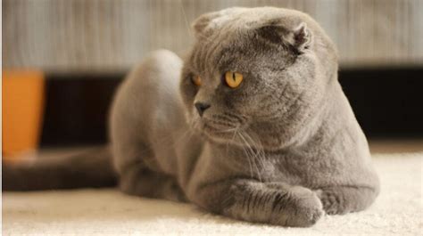 Scottish Fold Kıvrık Kulaklı Kedi Hakkında Bilgiler