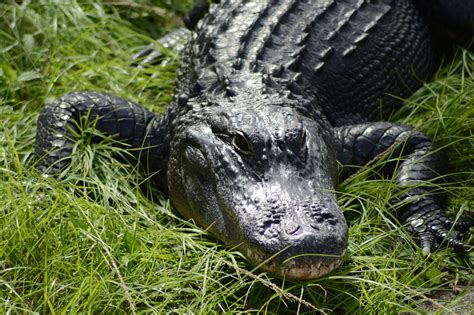 Florida Crocodile Alligator - Free photo on Pixabay - Pixabay