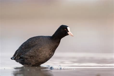 DSC 3588a Fulica Atra Viktor Honti Flickr