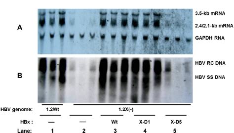 Hbx Signaling Pathway Semantic Scholar