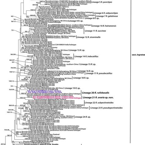 A Phylogram Of Russula Sect Ingratae Inferred From A Two Locus Rdna