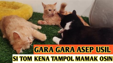 GARA GARA ASEP JAHIL SI TOM KENA TAMPOL MAMAK OSIN Miumeow YouTube