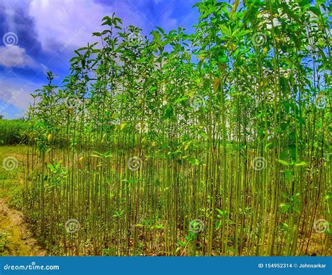 Jute Plant in the Field. Jute Cultivation in Assam in India Stock Photo - Image of harvest ...