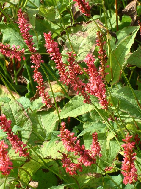 Persicaria Amplexicaulis Firetail The Beth Chatto Gardens