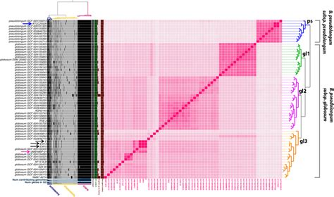 Pangenome Analyses Of B Pseudolongum Genomes Pangenome Constructed