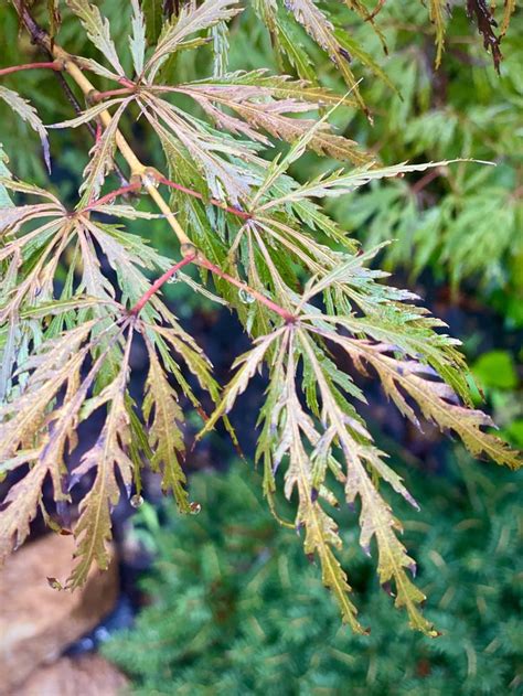 Acer Palmatum Dixie Spirit Is One Of Several Different Dissectum