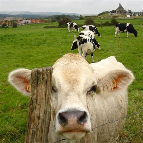 Cream Cow A Friendly Cow Explore 269 01sep07 Piers Plowman