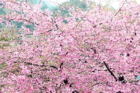 嘉義櫻花景點 太和河津櫻王樟樹湖櫻穀王茶亭，粉嫩河津櫻盛開中！2022最新花況 巧莉的世界流浪筆記