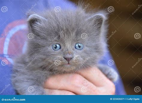 Beautiful Fluffy Grey Kitten with Striking Blue Eyes Being Held My a Man`s Hand. Stock Image ...