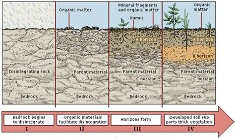 Soil Genesis: Formation Of Soil - Biogeography UPSC