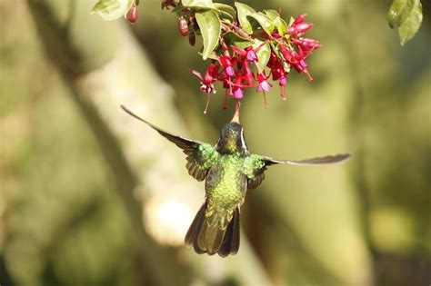 Colibrí Foto Premium