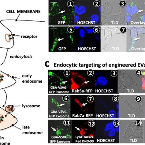 Delivery Of GBA Enzyme Into Endocytic Compartments Of Recipient Cells