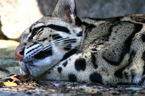 Clouded Leopard - Clouded Leopards Photo (18632285) - Fanpop