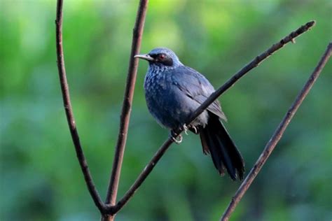 Parques Albergan Riqueza De Aves Ntr Guadalajara