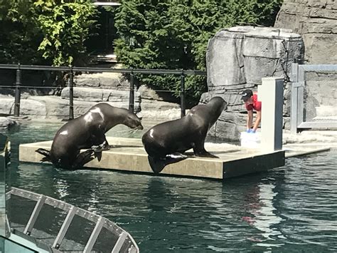 Inside Vancouver Aquariums New Stellers Bay Sea Lion Exhibit Daily