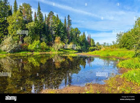 Siberian taiga Stock Photo - Alamy