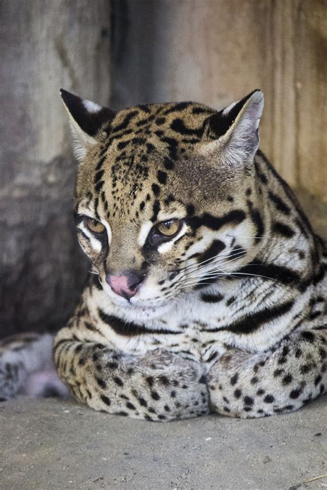 OCELOTE Leopardus pardalis Zoobotánico Jerez