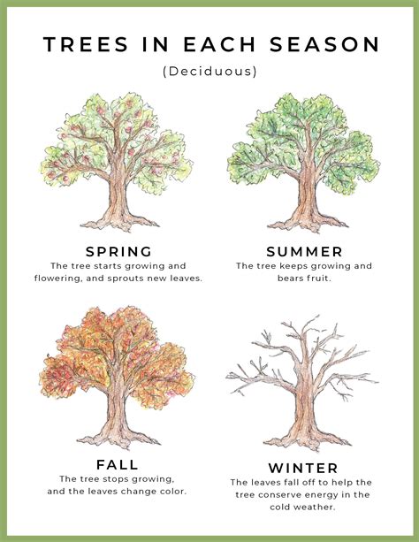 FREE Printable Trees in Each Season | Study printables, Homeschool ...