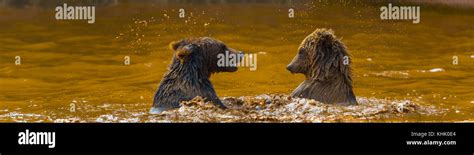 Brown bear (Ursus arctos Stock Photo - Alamy