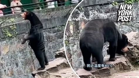 Chinese Zoo Bear Sun Bear At Hangzhou Zoo Not A Human In Costume