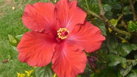 Hibisco O Flor De Jamaica Propiedades Y Beneficios Para La Salud