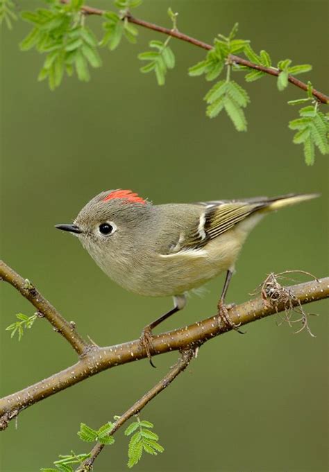 20 Spring Warblers You Should Know Artofit