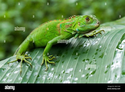 baby juvenile Green iguana (Iguana iguana) in the wildlife Stock Photo ...