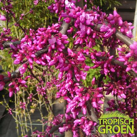 Cercis Canadensis Eternal Flame Tropisch Groen