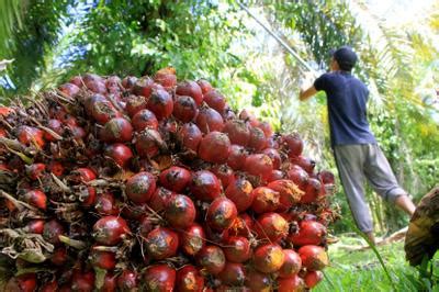 Harga Tbs Sawit Mulai Meningkat Pasca Penghapusan Sementara Pungutan