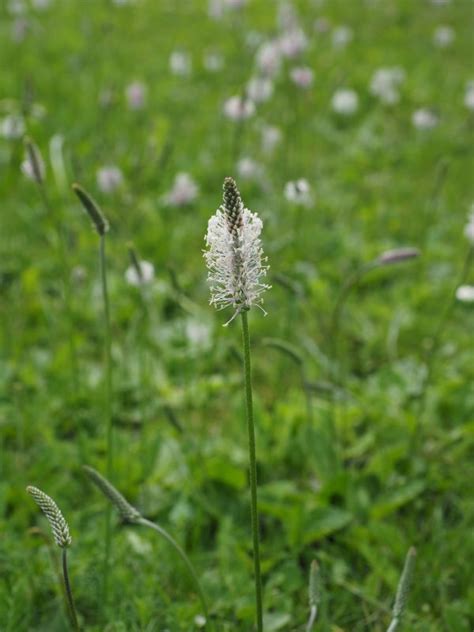 Bildet natur blomstre anlegg hvit felt prærie vår urt