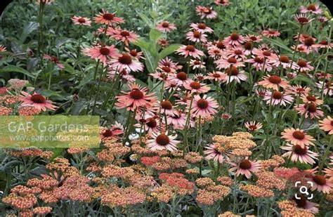 Förslag till rabatt i soligt läge Achillea apricot beauty bommar hela