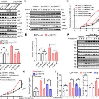 AXL Inhibition Partially Reverses SOX17 KOinduced Malignant Phenotypes