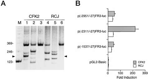 Differential Expression Of FGF Receptors And The Fgfr3 Promoter In