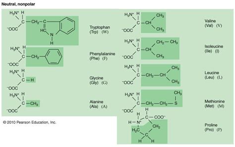 Amino Acids, Neutral; Neutral Amino Acids