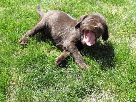 We're so getting one! Pudelpointer / German hunting poodles | Unique ...