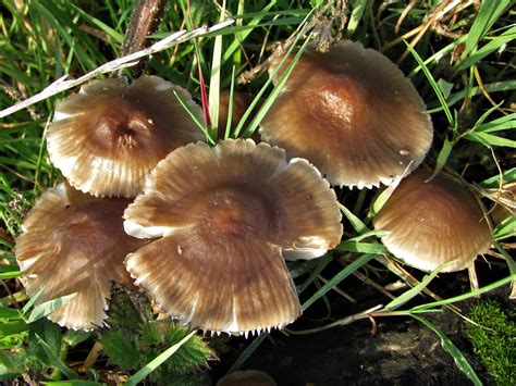 Common Bonnet