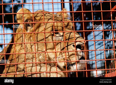 Caged Circus Lion Stock Photo Alamy