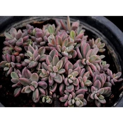 Red Shaded Sedum at Rs 79/piece | रसीला पौधा in Nainital | ID ...