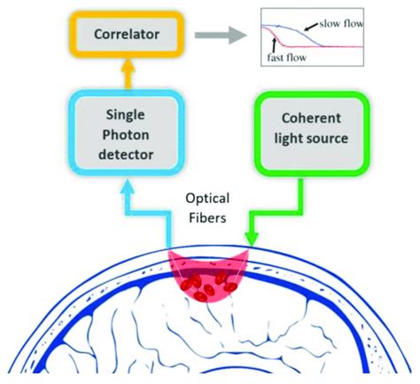 A Typical Diffuse Correlations Spectroscopy Dcs Setup Uses A Long