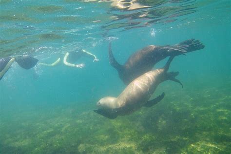 Puerto Madryn Snorkeling With Sea Lions In Punta Loma