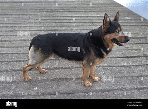 Perro rottweiler pastor alemán raza cruzada Fotografía de stock - Alamy