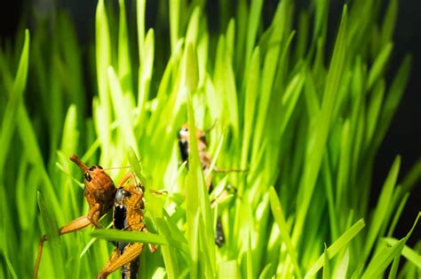 Fondos de pantalla Animales naturaleza césped de cerca insecto