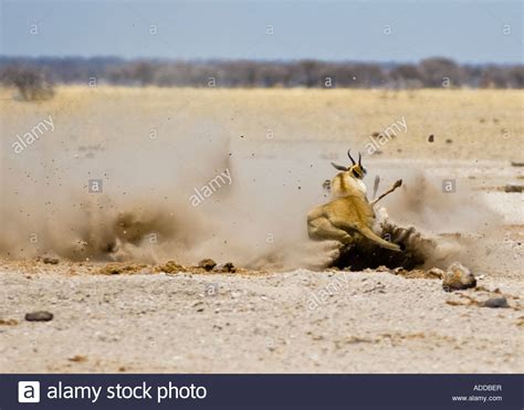 Female Lion Hunting Prey High Resolution Stock Photography and Images - Alamy