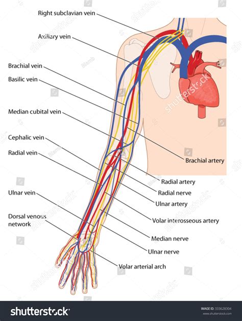 Arterias Venas Y Nervios Del Brazo Vector De Stock Libre De